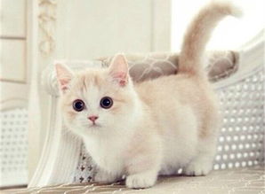 关于猫咪网站的一些东东