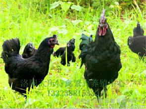 黑乌鸡翡翠有什么寓意