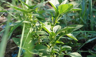 救命草怎么样？？？