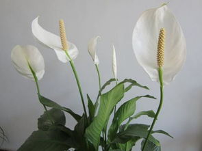 一帆风顺花图片有大红色吗?