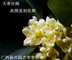 四季金桂花怎么养护