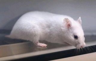 小白鼠是什么意思？为什么有小白鼠之称？