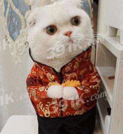 抖音会说话的刘二豆，是什么品种的猫为何成为抖音最红
