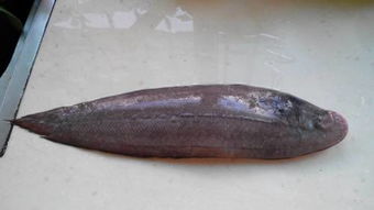 海里常见的鱼名称及图片大全