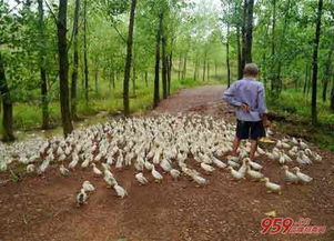 在农村养什么比较挣钱？