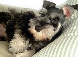 什么品种的小型犬适合家养？