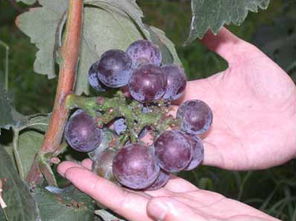 90后姑娘让天价葡萄从580元降到80元一斤，她是怎么