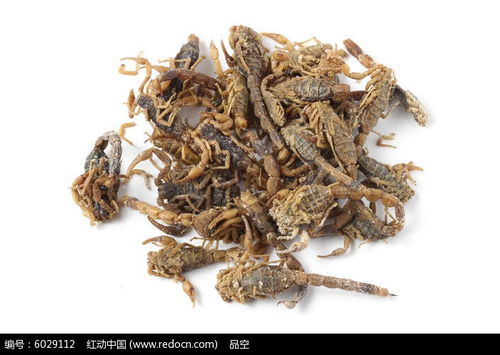 全蝎价格多少钱一克