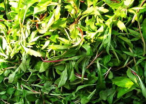 马兰头图片大全大图,马头琴图片