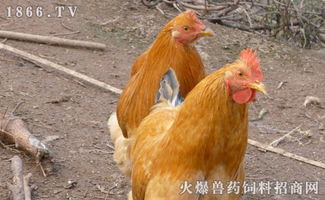 播放器哪个好?,音乐播放器哪个好