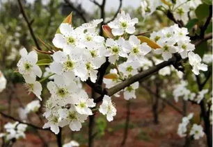 梨花体诗歌,梨花体诗歌的特点
