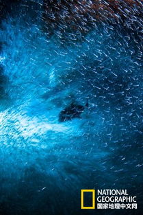 斯诺登到底是谁