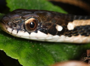 梦见很多蛇是什么预兆男人