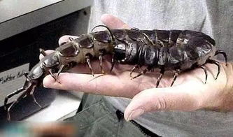 世界上最大的蜈蚣有多少米,世界上最大的蜈蚣视频