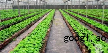 在农村做什么生意好? 15个致富好项目!