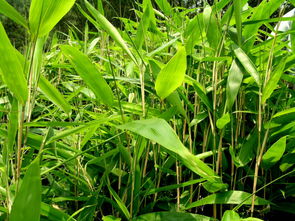 箬竹叶的功效与作用