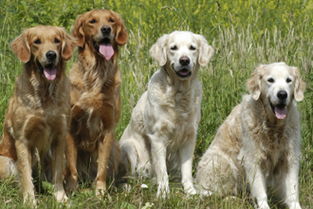 英语莱茨狗是什么意思