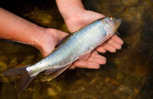怎样养淡水鱼？ （室内）