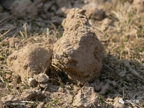 土坷垃是什么意思，"土坷垃"的汉语解释