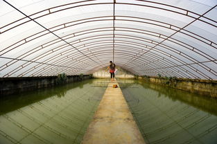 大棚养殖项目有哪些