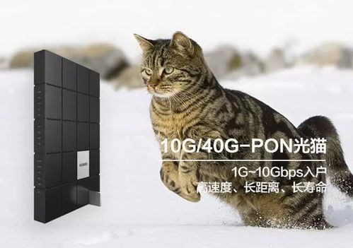 光猫是什么样子的图片