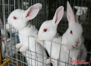 养殖兔子投资多少钱 养殖兔子前景如何
