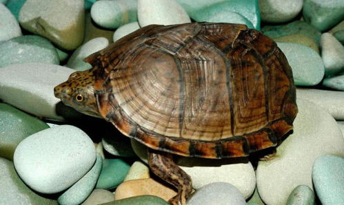 乌龟蛋怎么孵化小乌龟,乌龟蛋怎么孵化出来