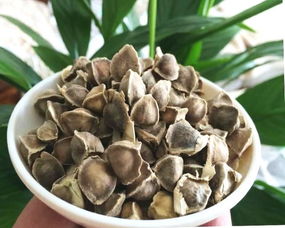 辣木籽的作用与吃法