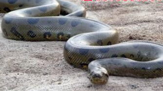 女人梦到大蟒蛇预示着什么