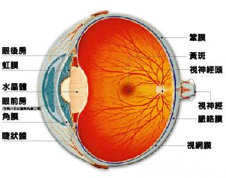 视网膜豹纹状改变,视网膜 中心凹