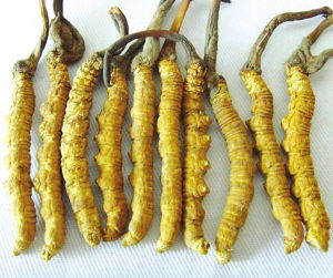 冬虫夏草怎么吃法