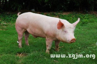 如何辨别长白猪和大白猪