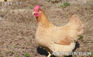 播放器哪个好?,音乐播放器哪个好