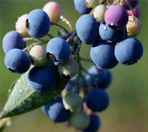 南方蓝莓品种哪个好养，南方蓝莓品种哪个好些