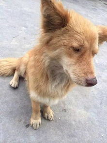 狗爹域名绑定虚拟主机