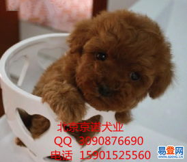 茶杯泰迪犬寿命 茶杯泰迪犬能活多久