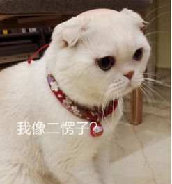 会说话的刘二豆对对联