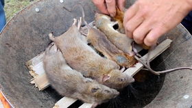 福建烤老鼠是什么梗？