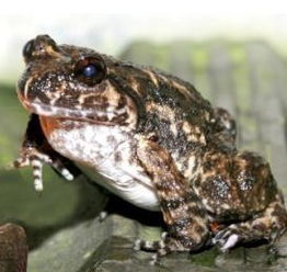 石蛙和牛蛙，有什么区别？