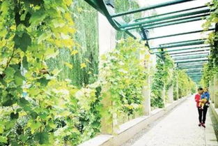 葡萄架怎么搭建有几种形式