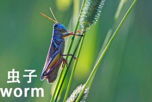 虫怎么写田字格图片