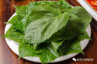 苏子叶的吃法大全