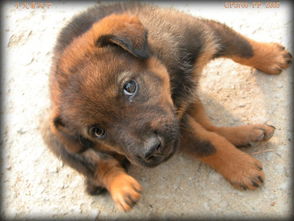 “狗仔”的由来？