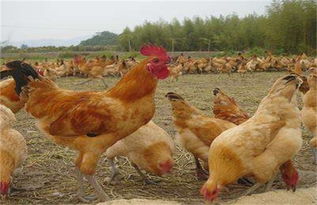 在家养殖什么最赚钱