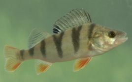 河鲈鱼,河鲈鱼和海鲈鱼哪个好