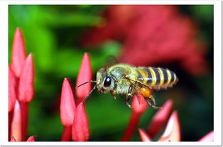 蜜蜂仔碑很多怎么逃跑？