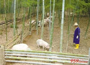 想要去农村搞养殖，养殖什么东西能致富？