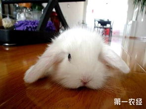 宠物兔子怎么养