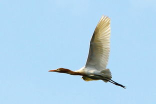 大飞鸟健身器材