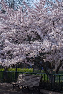 樱雪电热水器怎么样